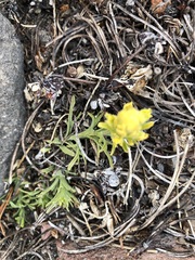 Castilleja arachnoidea
