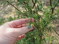 Prosopis pallida