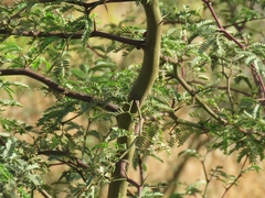 Prosopis pallida