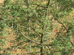 Prosopis pallida