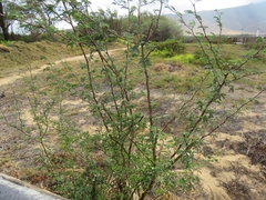 Prosopis pallida