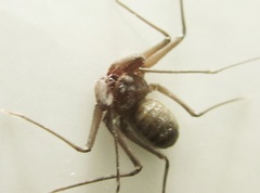 Charinus ioanniticus