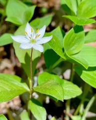 Lysimachia europaea