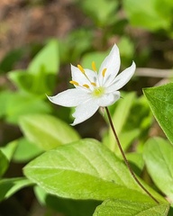 Lysimachia europaea