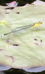 Enallagma vesperum
