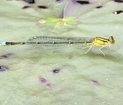 Enallagma vesperum