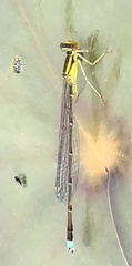 Enallagma vesperum