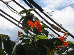 Cordia subcordata