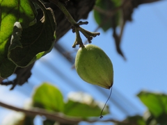Cordia subcordata