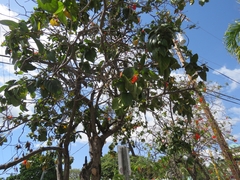 Cordia subcordata