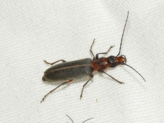 Oxycopis