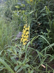 Lysimachia terrestris