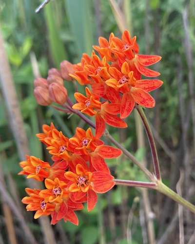 Fewflower milkweed (Asclepias lanceolata)