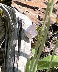 Cupido amyntula maritima