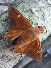 Dyscophellus porcius