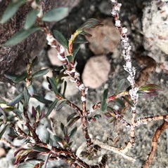 Polygonum shastense