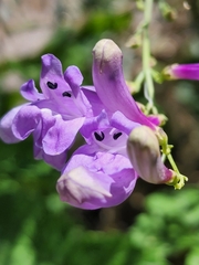 Penstemon sepalulus