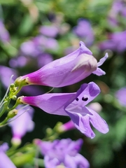 Penstemon sepalulus