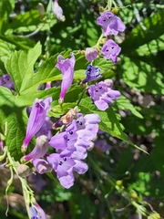 Penstemon sepalulus