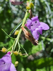 Penstemon sepalulus