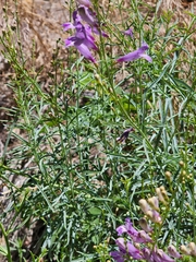 Penstemon sepalulus
