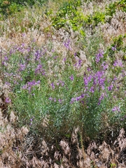 Penstemon sepalulus