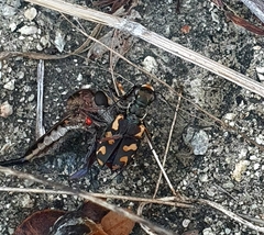 Cicindela carthagena