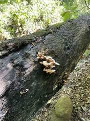 Armillaria mexicana