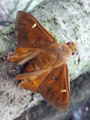 Dyscophellus porcius