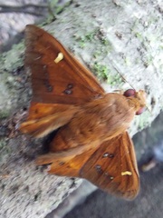 Dyscophellus porcius