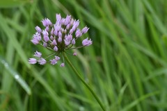 Allium angulosum