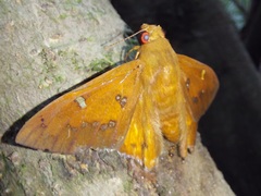 Dyscophellus porcius