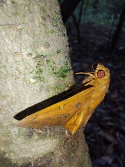 Dyscophellus porcius