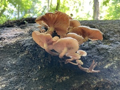 Armillaria mexicana