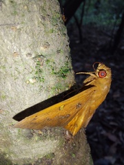 Dyscophellus porcius