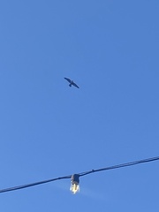 Falco peregrinus