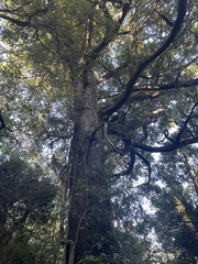 Prumnopitys ferruginea