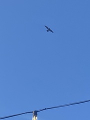 Falco peregrinus