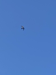 Falco peregrinus