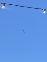 Falco peregrinus