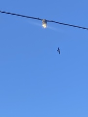Falco peregrinus