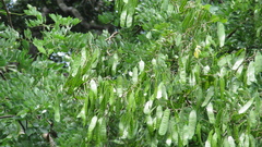 Leucaena multicapitula