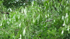 Leucaena multicapitula