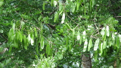 Leucaena multicapitula