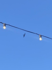 Falco peregrinus