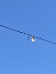 Falco peregrinus