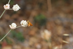Eriogonum nudum auriculatum