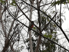 Trogon elegans