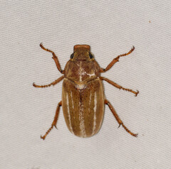 Polyphylla occidentalis