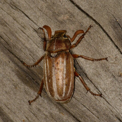 Polyphylla occidentalis